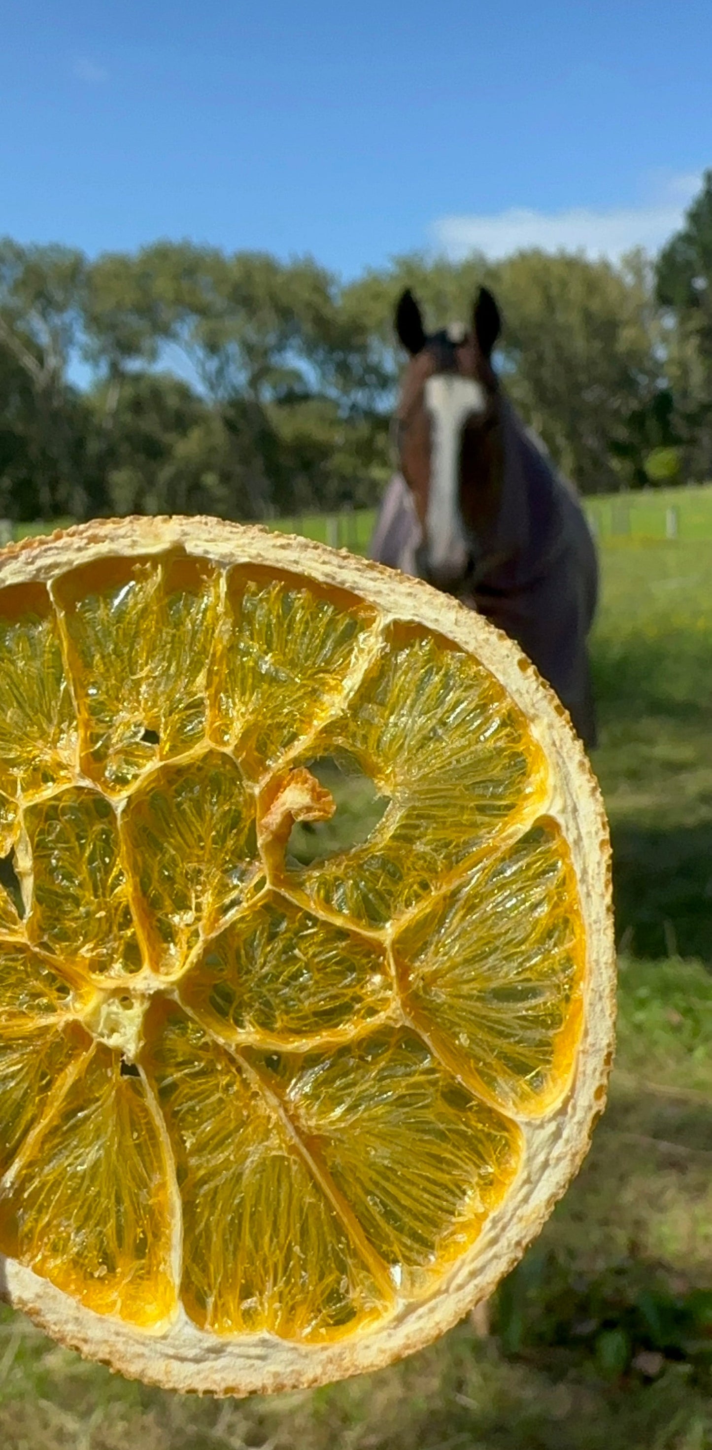 EquiZest Natural Citrus Slices