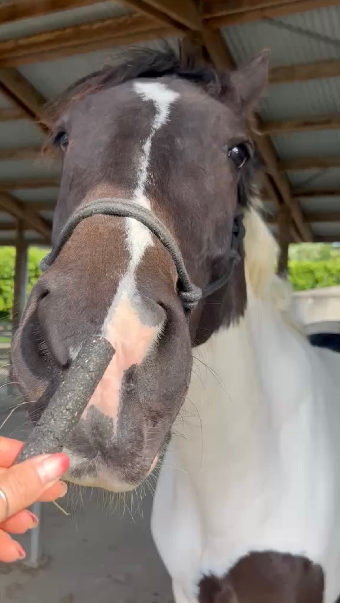EquiChew Dental Sticks