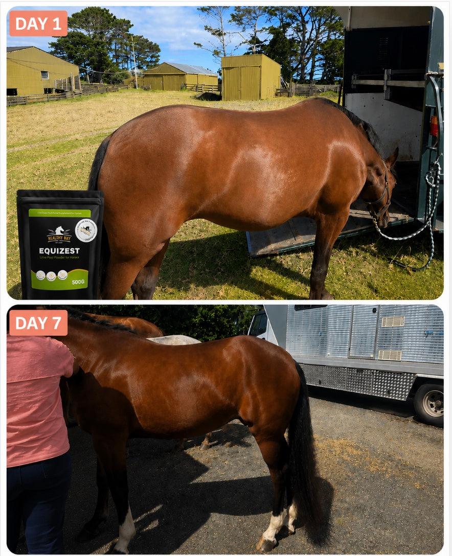EquiZest Lime Peel Powder for Horses